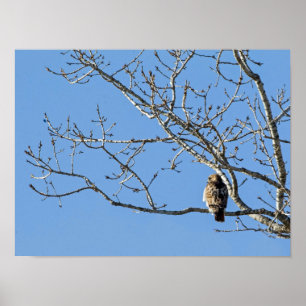 Red Tails Hawk Poster