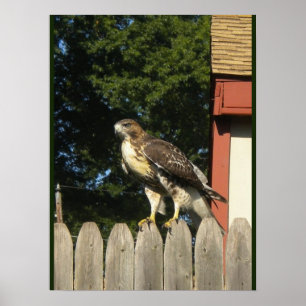 Red Tails Hawk Poster