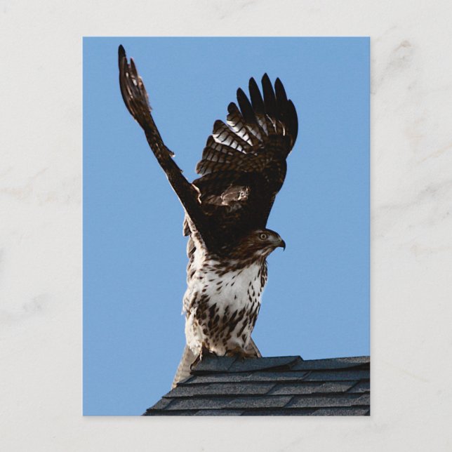 Red-Tails Hawk Razed Vingar Wildlife Photo Vykort (Framsida)