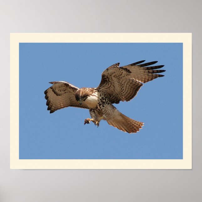 Red Tails Hawk Skriv ut Poster (Framsidan)