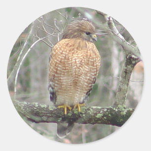 Red Tails Hawk Stickers Runt Klistermärke