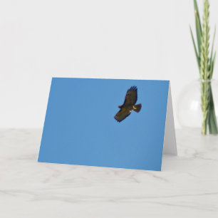 Red Tails Hawk under flygning Kort