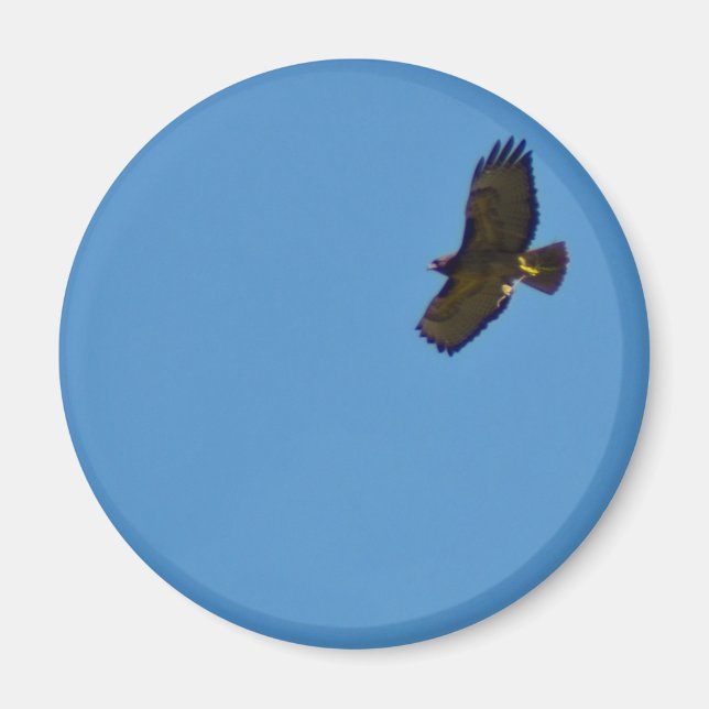 Red Tails Hawk under flygning Magnet (Framsidan)