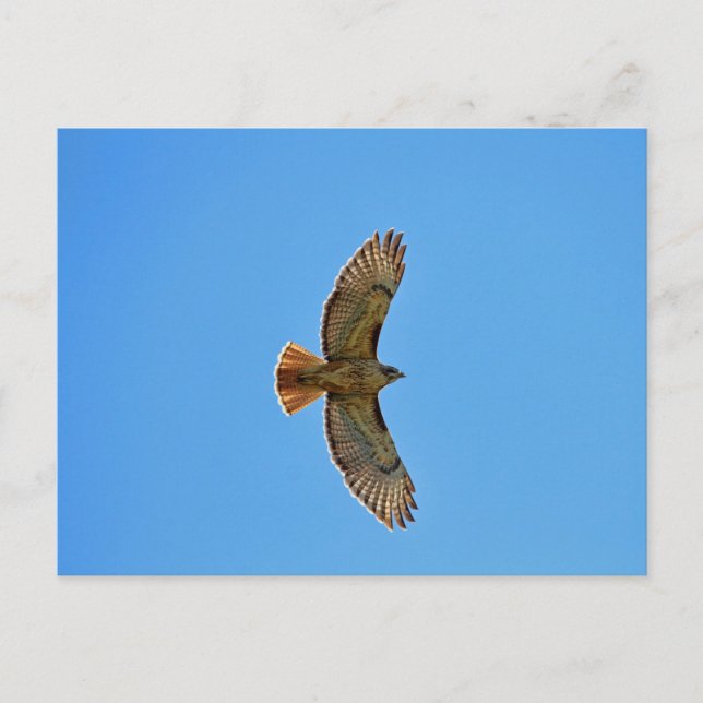 Red-Tails Hawk under flygning Vykort (Framsida)