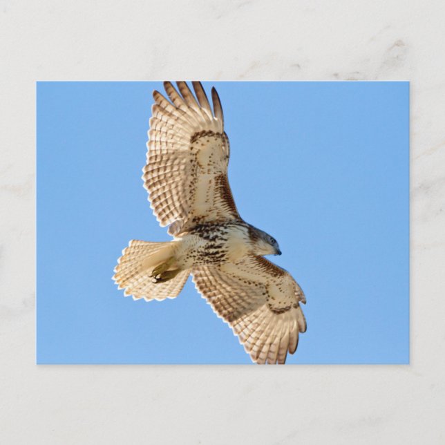 Red Tails Hawk under flygning Vykort (Framsida)