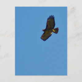 Red Tails Hawk under flygning Vykort