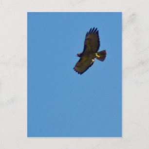 Red Tails Hawk under flygning Vykort