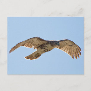 Red Tails Hawk under flygning Vykort
