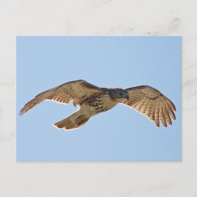 Red Tails Hawk under flygning Vykort (Framsida)
