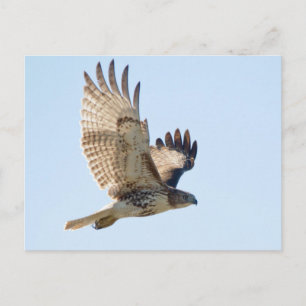 Red Tails Hawk under flygning Vykort