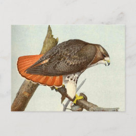 Red Tails Hawk Vykort