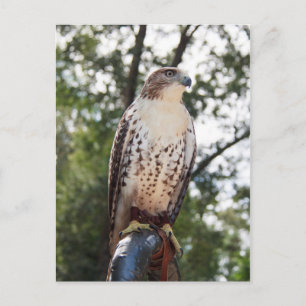 Red-Tails Hawk Vykort