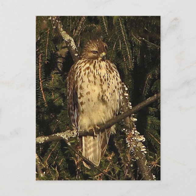 Red Tails Hawk Vykort (Framsida)