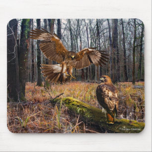 "Red-Tails Hawks" Musmatta
