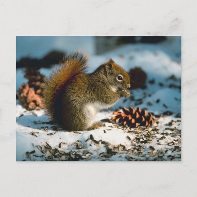 Red Tails Squirrel Vykort (Framsida)