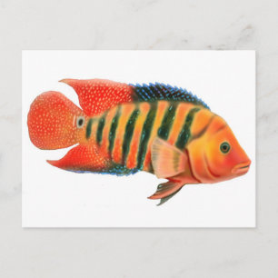 Red Terror Cichlid-vykort Vykort