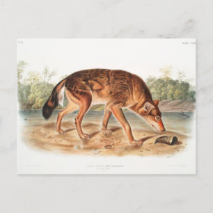 Red Texan Varg av John Woodhouse Audubon Vykort