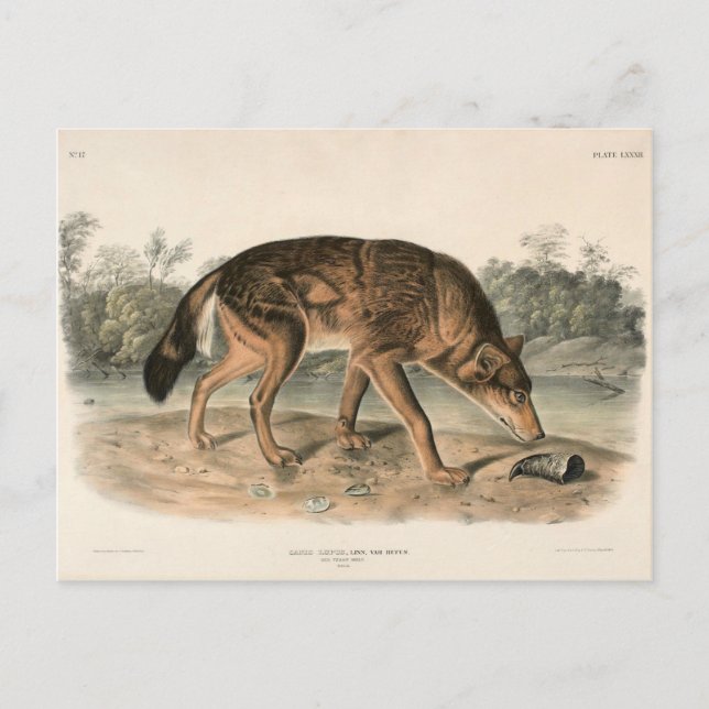 Red Texan Varg (Canis lupus) i Nordamerika Vykort (Framsida)