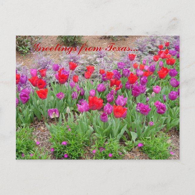 RED TeXaS Hälsning Vykort (Framsida)