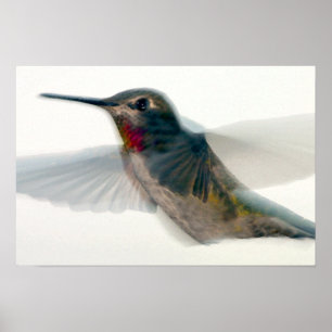 Red-Throated Hummingbird Poster