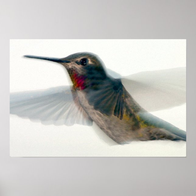 Red-Throated Hummingbird Poster (Framsidan)