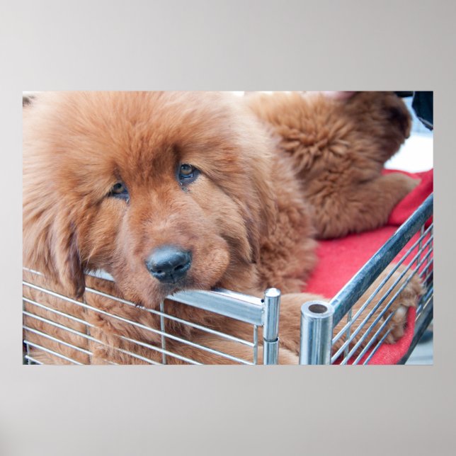 Red Tibetan Mastiff Poster (Framsidan)