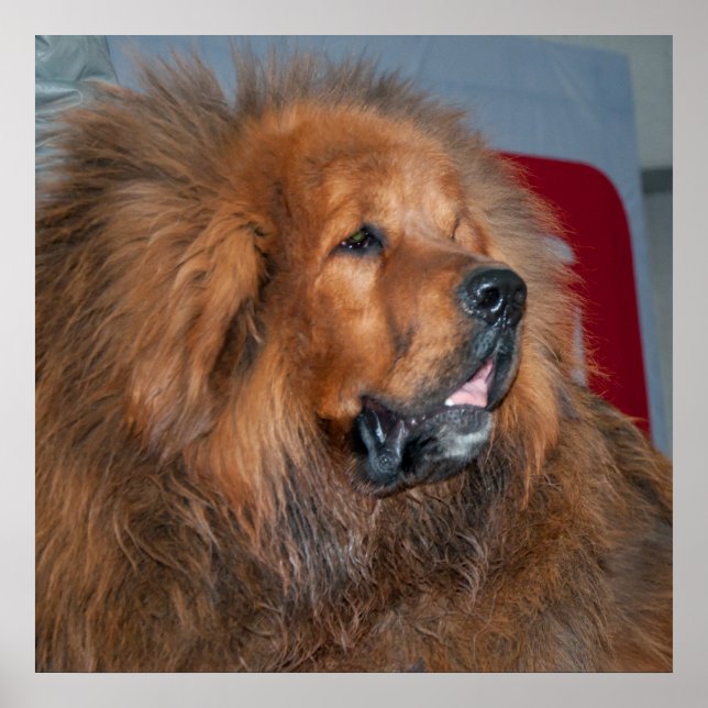 Red Tibetan Mastiff Poster (Framsidan)
