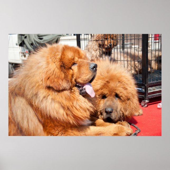 Red Tibetan Mastiff Poster (Framsidan)