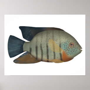 Red Tiger Severum Poster