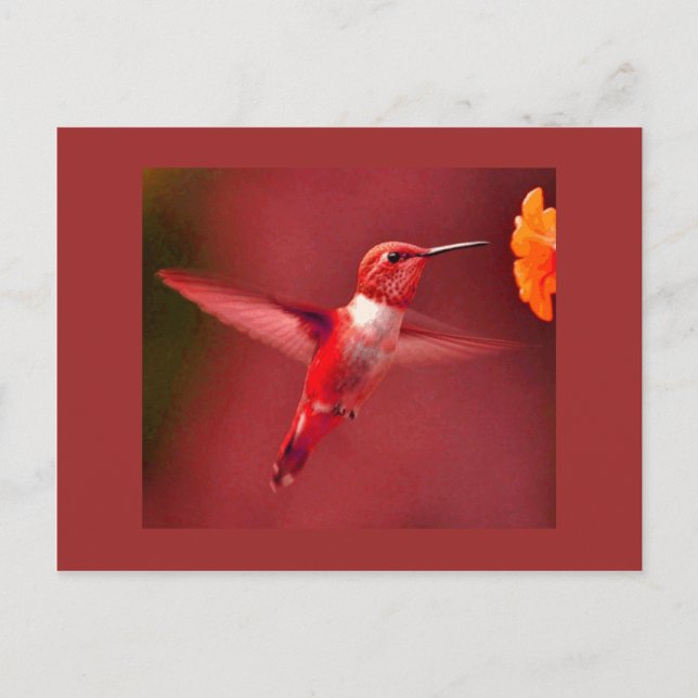 Red Toned Hummingbird Vykort (Framsida)