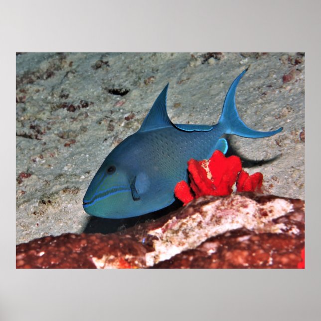 Red Tooth Triggerfish Poster (Framsidan)