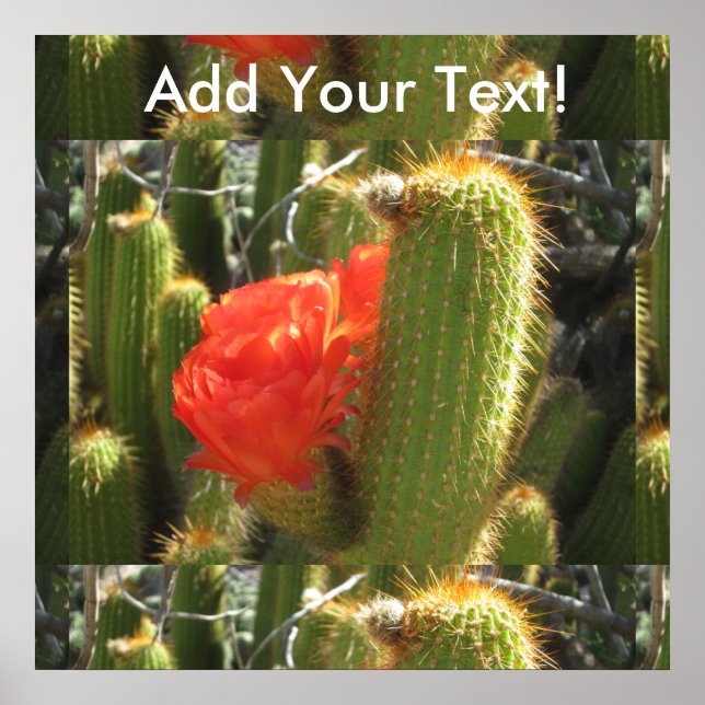 Red Torch Cactus Poster (Framsidan)