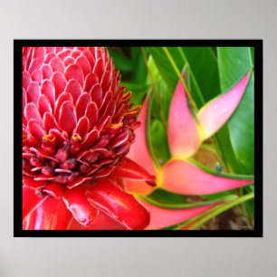 Red Torch Ginger Heliconia Flowers Poster