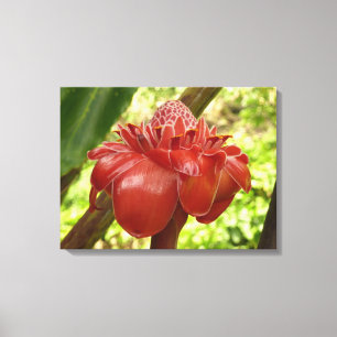 Red Torch Ginger Tropical Blomsterfotografi Canvastryck
