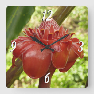 Red Torch Ginger Tropical Blomsterfotografi Fyrkantig Klocka
