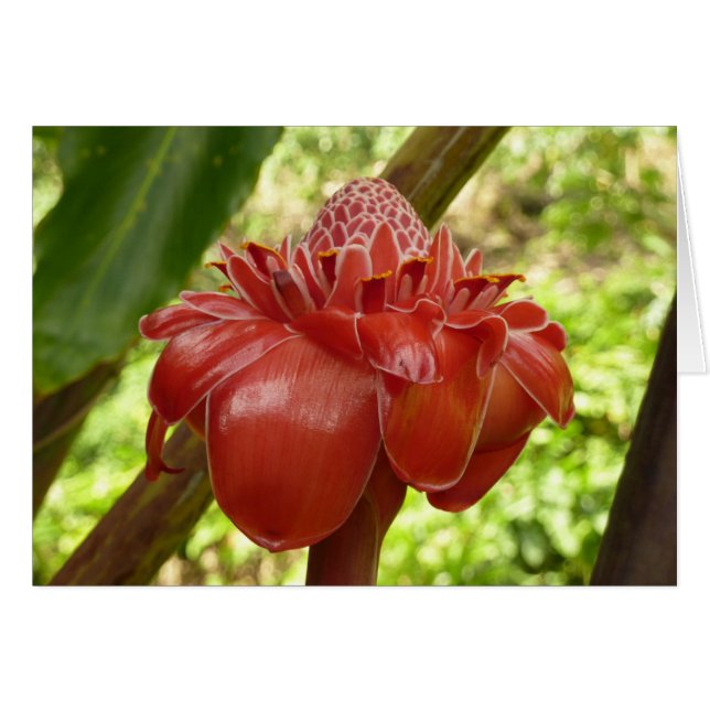 Red Torch Ginger Tropical Blomsterfotografi Hälsningskort (Framsidan Horizontal)