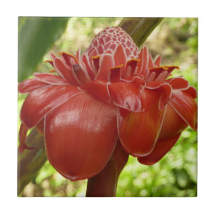 Red Torch Ginger Tropical Blomsterfotografi Kakelplatta