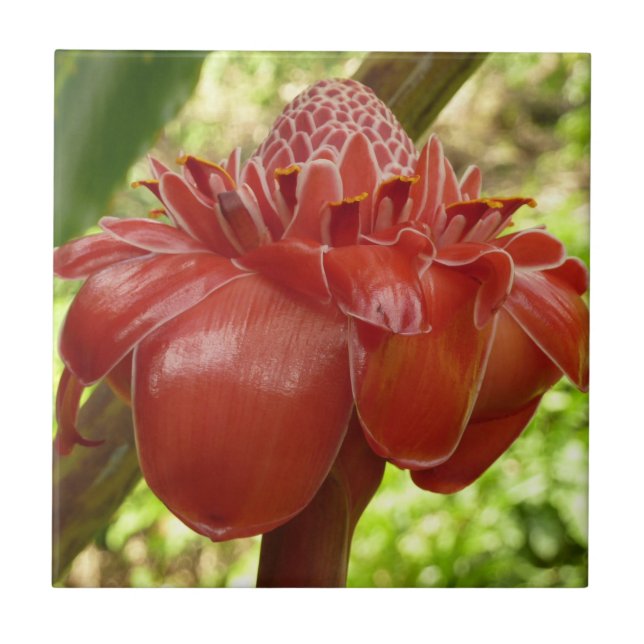 Red Torch Ginger Tropical Blomsterfotografi Kakelplatta (Framsidan)