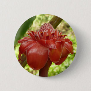 Red Torch Ginger Tropical Blomsterfotografi Knapp