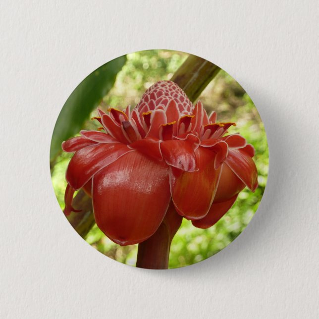 Red Torch Ginger Tropical Blomsterfotografi Knapp (Framsida)