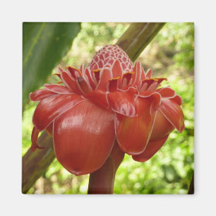 Red Torch Ginger Tropical Blomsterfotografi Magnet