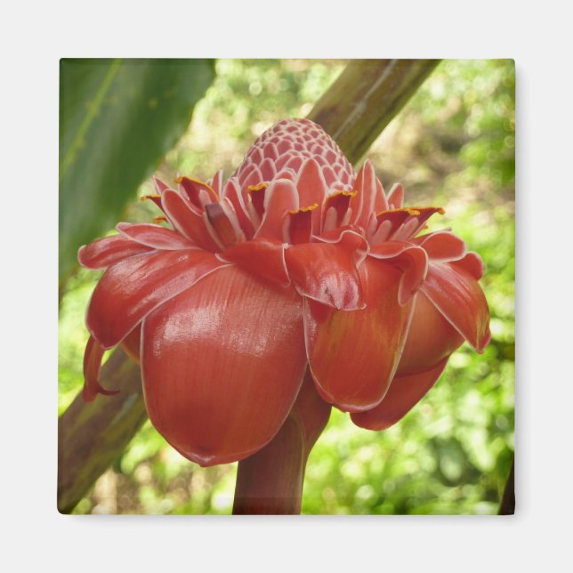 Red Torch Ginger Tropical Blomsterfotografi Magnet (Framsidan)