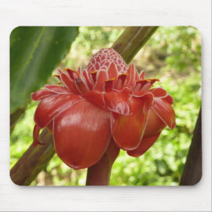 Red Torch Ginger Tropical Blomsterfotografi Musmatta