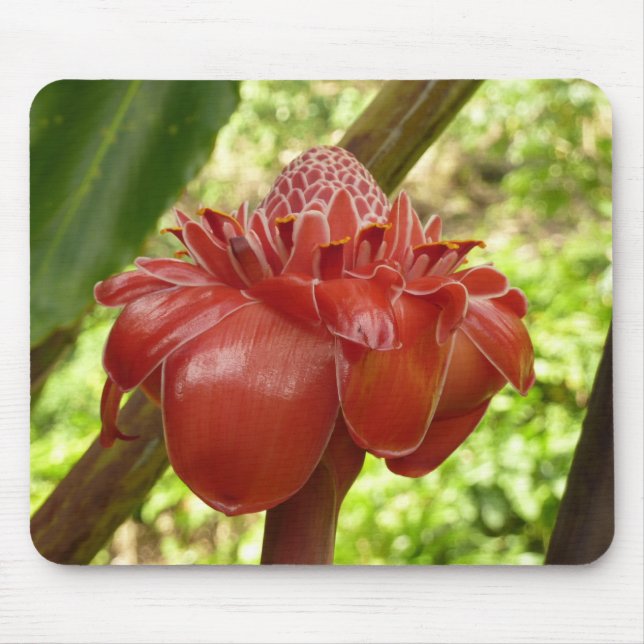 Red Torch Ginger Tropical Blomsterfotografi Musmatta (Framsidan)