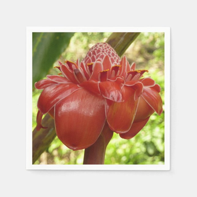 Red Torch Ginger Tropical Blomsterfotografi Pappersservett (Framsidan)