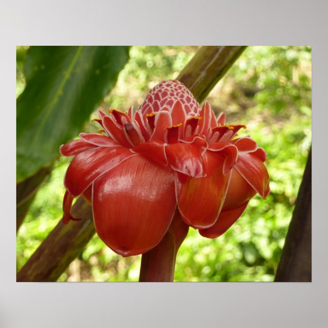 Red Torch Ginger Tropical Blomsterfotografi Poster (Framsidan)