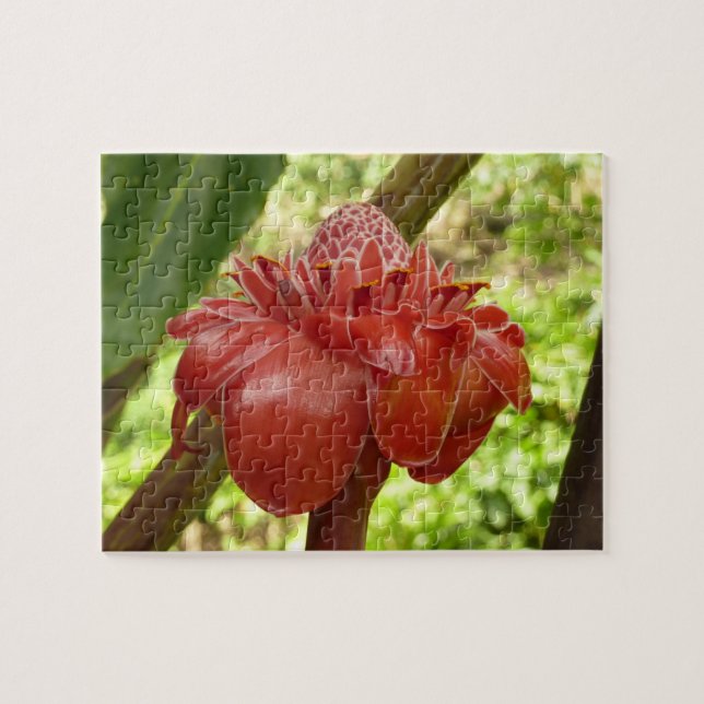 Red Torch Ginger Tropical Blomsterfotografi Pussel (Horisontell)