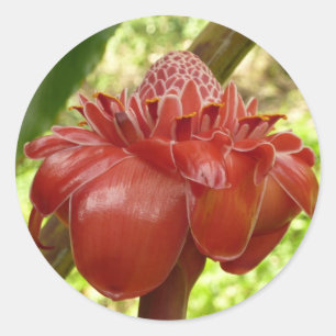 Red Torch Ginger Tropical Blomsterfotografi Runt Klistermärke