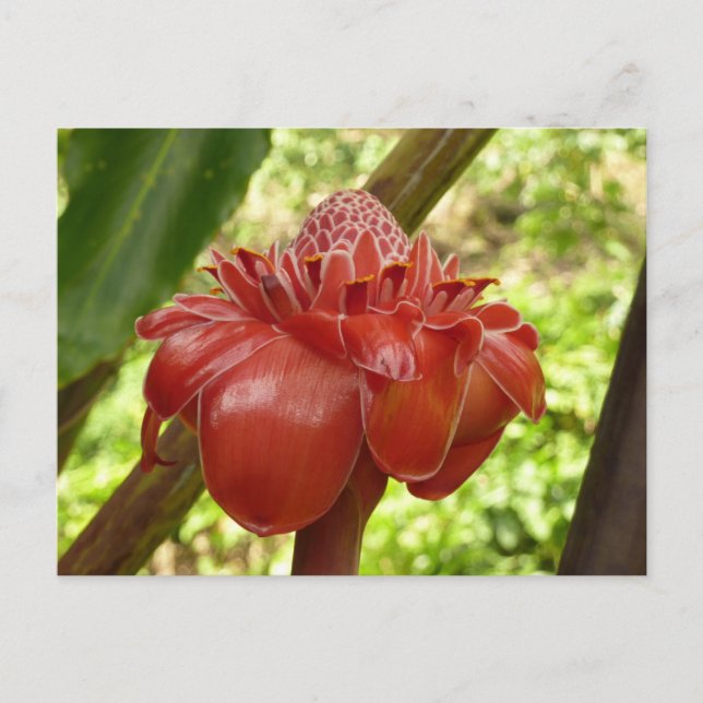 Red Torch Ginger Tropical Blomsterfotografi Vykort (Framsida)