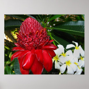 Red Torch Ginger White Plumaria Flowers Poster